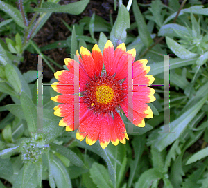 Picture of Gaillardia x grandiflora 'Dazzler'