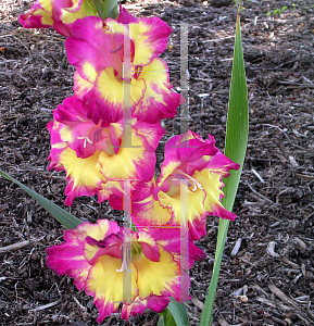Picture of Gladiolus  'Easter Parade'