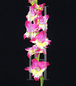 Picture of Gladiolus  'Easter Parade'