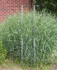 Picture of Panicum virgatum 'Heavy Metal'