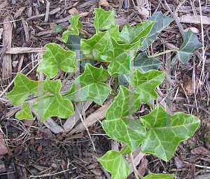 Picture of Hedera helix 'Baltica'