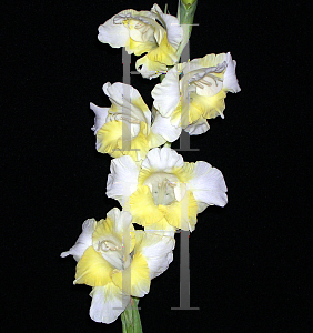 Picture of Gladiolus  'Lemon Meringue'