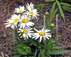 Picture of Leucanthemum x superbum 'Snow Lady'