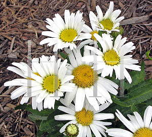 Picture of Leucanthemum x superbum 'Snow Lady'