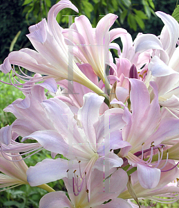 Picture of Lycoris squamigera 