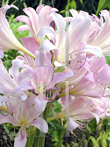 Picture of Lycoris squamigera 