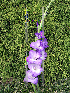 Picture of Gladiolus  'Midnight Moonlight'