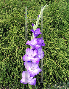 Picture of Gladiolus  'Midnight Moonlight'