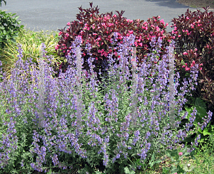 Picture of Nepeta x faassenii 'Walker's  Low'