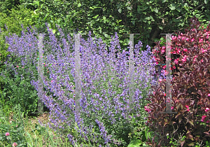 Picture of Nepeta x faassenii 'Walker's  Low'