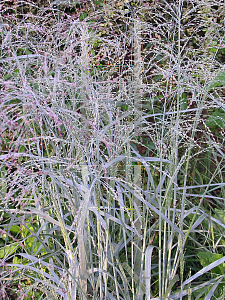 Picture of Panicum virgatum 'Prairie Sky'