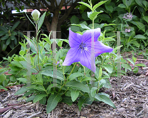 Picture of Platycodon grandiflorus 'Fuji Blue'