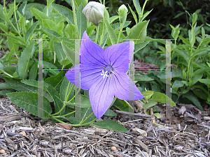 Picture of Platycodon grandiflorus 'Fuji Blue'