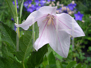 Picture of Platycodon grandiflorus 'Fuji Pink'