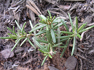 Picture of Rosmarinus officinalis 