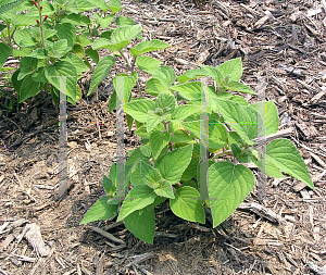 Picture of Salvia elegans 'Honeydew Melon'