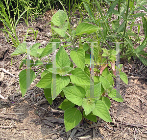 Picture of Salvia elegans 'Honeydew Melon'