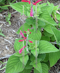 Picture of Salvia elegans 'Honeydew Melon'