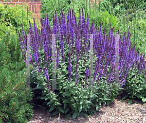 Picture of Salvia nemorosa 'Blue Queen'