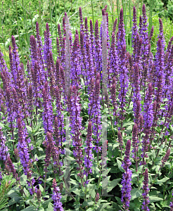 Picture of Salvia nemorosa 'Blue Queen'