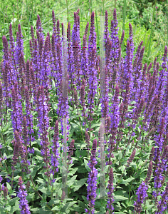 Picture of Salvia nemorosa 'Blue Queen'