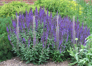 Picture of Salvia nemorosa 'Blue Queen'