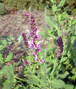 Picture of Salvia x sylvestris 'Rose Queen'