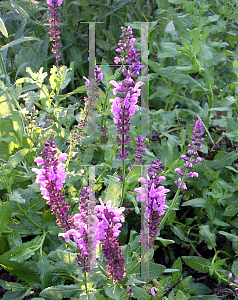 Picture of Salvia x sylvestris 'Rose Queen'