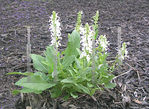 Picture of Salvia nemorosa 'Snowhill'