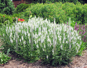 Picture of Salvia nemorosa 'Snowhill'