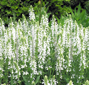 Picture of Salvia nemorosa 'Snowhill'