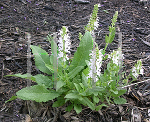 Picture of Salvia nemorosa 'Snowhill'