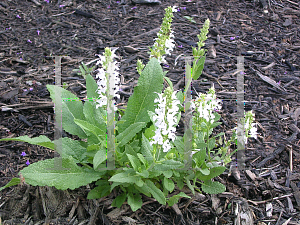 Picture of Salvia nemorosa 'Snowhill'