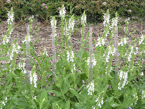 Picture of Salvia nemorosa 'Snowhill'