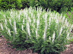 Picture of Salvia nemorosa 'Snowhill'