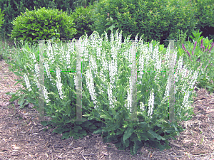 Picture of Salvia nemorosa 'Snowhill'