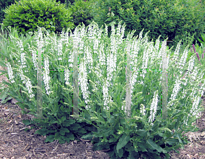 Picture of Salvia nemorosa 'Snowhill'