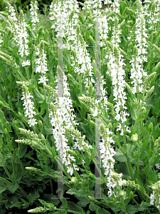 Picture of Salvia nemorosa 'Snowhill'