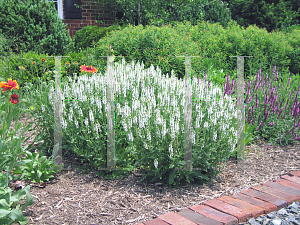 Picture of Salvia nemorosa 'Snowhill'