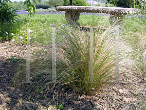 Picture of Stipa tenuissima 