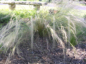 Picture of Stipa tenuissima 