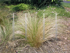 Picture of Stipa tenuissima 