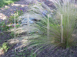 Picture of Stipa tenuissima 