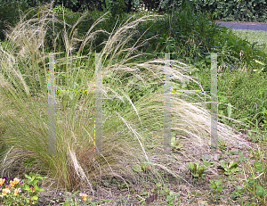 Picture of Stipa tenuissima 