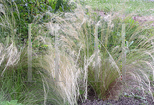 Picture of Stipa tenuissima 