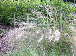 Picture of Stipa tenuissima 