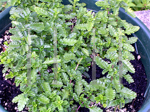 Picture of Teucrium chamaedrys 'Prostratus'