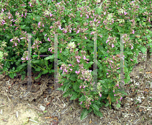 Picture of Teucrium chamaedrys 'Prostratus'