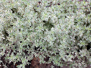 Picture of Thymus vulgaris 'Argenteus'