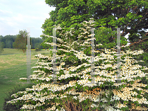 Picture of Viburnum plicatum f. tomentosum 'Shasta'